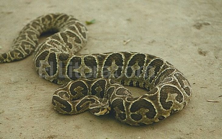 Vívora yarará mordió niña en Córdoba. Imagen de archivo