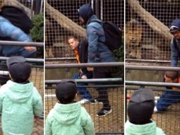 Un hombre molestó a unos leones en un zoo de Holanda Un hombre molestó a unos leones en un zoo de Holanda