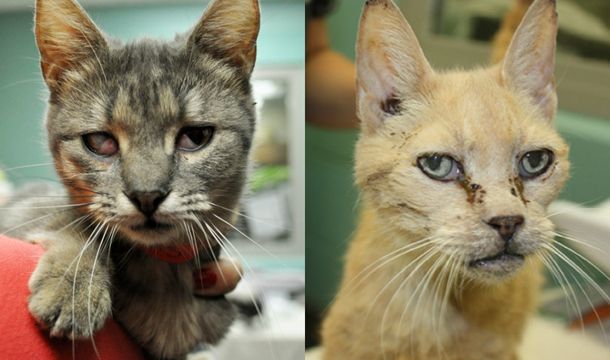 Rescataron a 88 gatos, un perro y un pez que estaban hacinados en la casa de una mujer