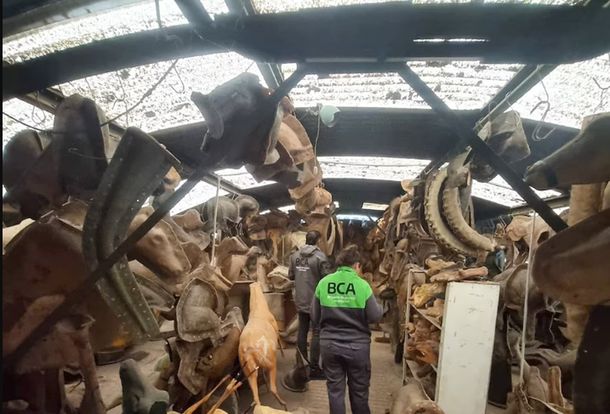 Allanaron un taller clandestino de taxidermia en Berazategui
