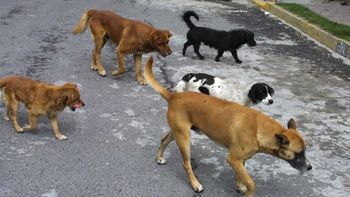 Bajarán los impuestos a cambio de adoptar un perro Bajarán los impuestos a cambio de adoptar un perro