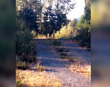 Una canción de Metallica salvó a una mujer de ser atacada por un puma