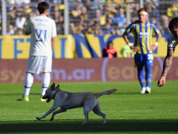 La increíble historia de Coco, el perro que se metió en la cancha de Central y se volvió viral