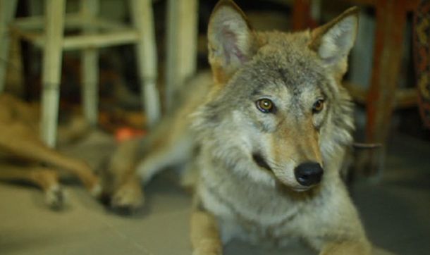 Una loba salvaje que juega con perros, entiende órdenes y vive en un refugio