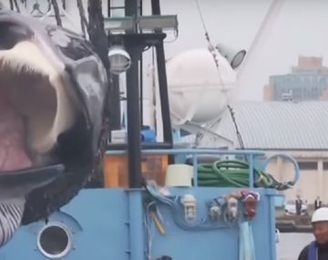 Japón vuelve a autorizar la caza de ballenas luego de 31 años