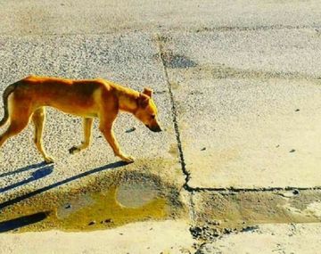 La foto de una perra que terminó con un reencuentro en Chubut