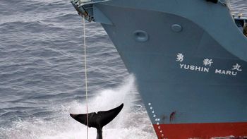 japon seguira pescando ballenas en el pacifico japon seguira pescando ballenas en el pacifico