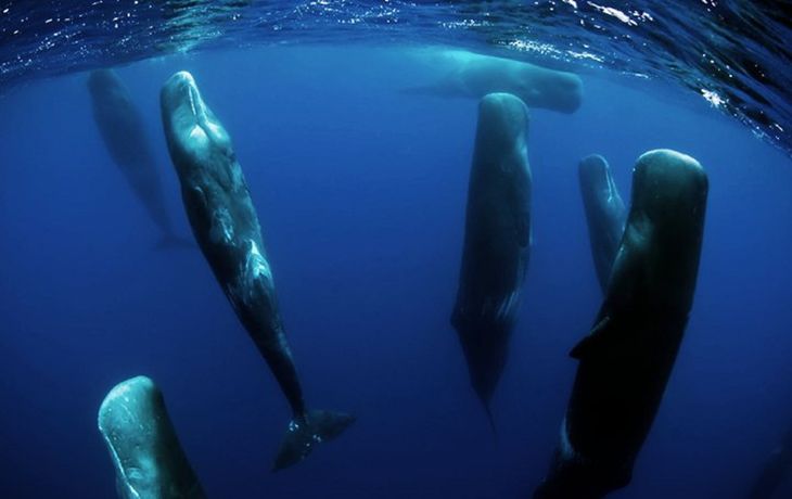 El increíble video de ballenas que duermen siesta