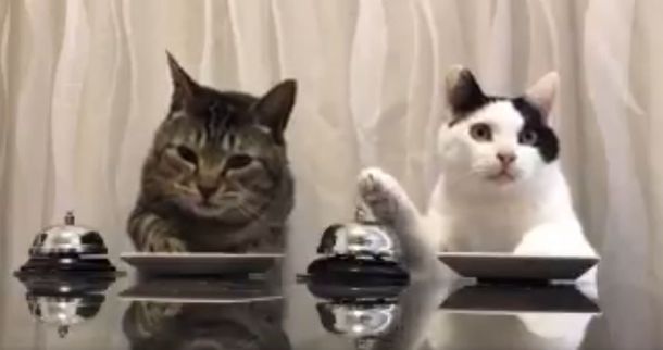 Dos gatos que piden comida con una campana se vuelven virales