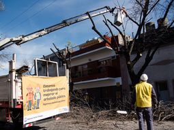 Denuncian a la Ciudad por la tala indiscriminada de árboles: la Justicia suspendió la actividad