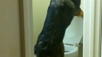 video: conoce al perro mas educado del mundo video: conoce al perro mas educado del mundo