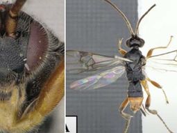 Avispa Godzilla, la curiosa y aterradora especie que ataca bajo el agua