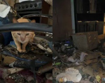 Acumuladora murió hace 12 días y en su casa quedaron 25 gatos abandonados