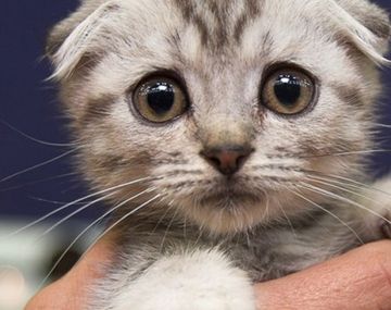 Emergencia doméstica: llamó al 911 porque su gato le comió la panceta