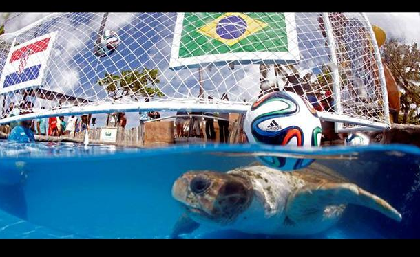 La tortuga Cabecao ya dio su primer pronóstico para el partido de Brasil