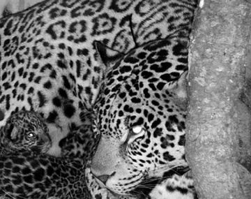 Luego de 70 años nacieron dos cachorros de yaguareté en Iberá