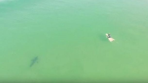 Alerta tiburones: drone captó como los tiburones de acercan a los surfistas