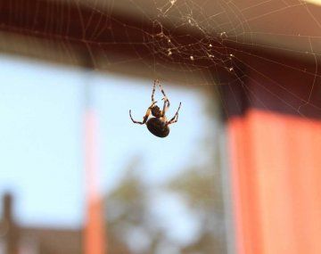 Por qué no tenés que matar a una araña en tu casa