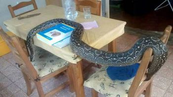 encontraron a la boa margarita que estaba perdida en banfield encontraron a la boa margarita que estaba perdida en banfield