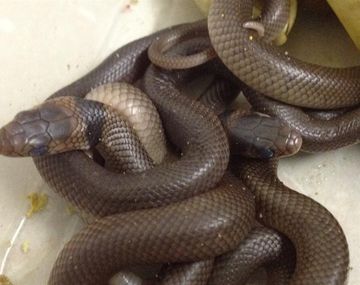 Fue al placard para ordenar ropa y encontró serpientes venenosas