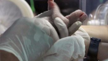 20090527-633790324302211651 20090527-633790324302211651