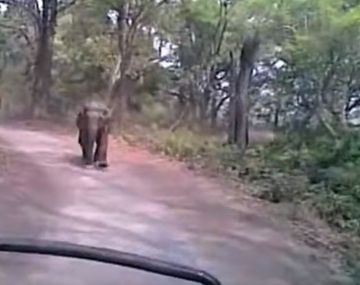 Un elefante los hizo huir en medio de un safari