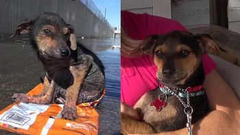 increible recuperacion de un perro abandonado increible recuperacion de un perro abandonado