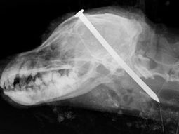 Perro con un clavo entre los ojos enterrado vivo