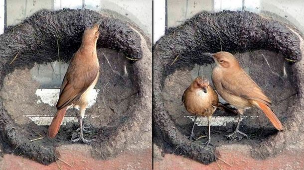 Todo un obrero admirable: mirá cómo un hornero construye su nido