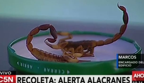 Cazan dos alacranes en Recoleta