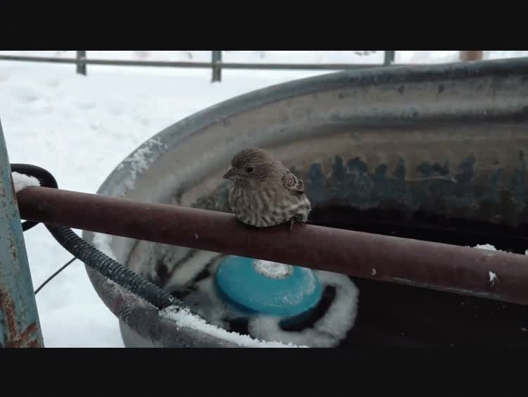 Descarga Continente Diagnosticar Conmovedor: encontró un pájaro congelado y lo salvó con su aliento