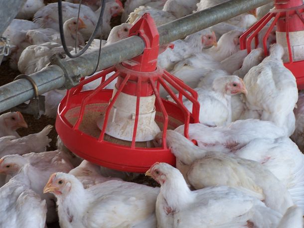 Alivio: los pollos de Florida no murieron por gripe aviar