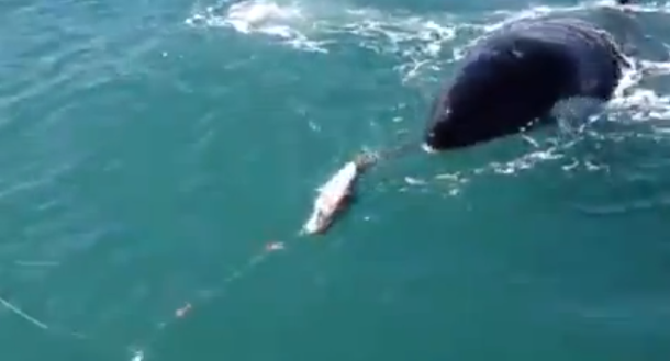 VIDEO: Una ballena asesina que roba pescados