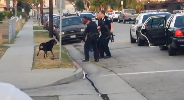 VIDEO: Policías matan a un perro cuando trataba de ayudar a su dueño