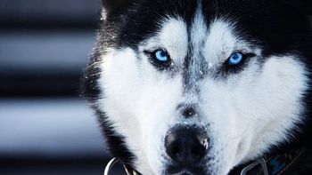 ¿que le hicieron? la increible imagen de un perro despues de un corte de pelo ¿que le hicieron? la increible imagen de un perro despues de un corte de pelo