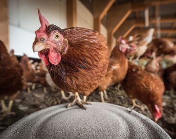 Países Bajos sacrificará 215.000 gallinas por gripe aviaria