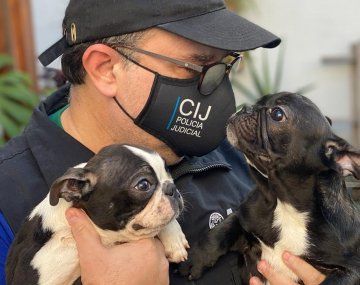 Rescatan a 26 perros de un criadero ilegal en Villa Crespo