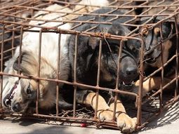 Defensores de los animales marchan contra la esclavitud