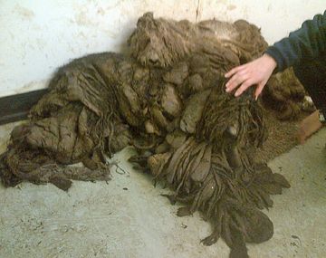 La recuperación de unos perros abandonados