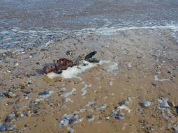 La extraña criatura hallada en la playa. La extraña criatura hallada en la playa.