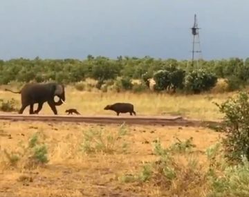 El video viral en el que un bebé búfalo hizo correr a un elefante