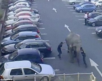Elefante en estacionamiento