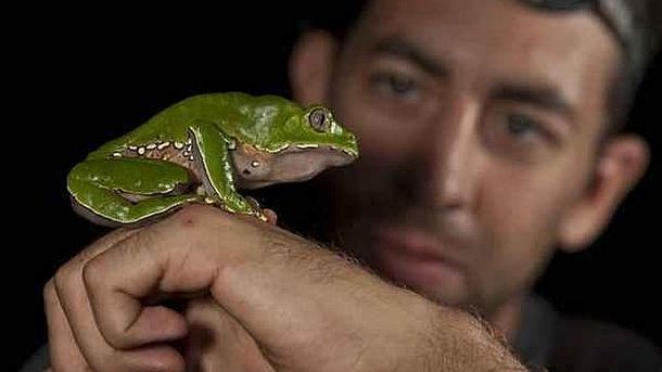 Rana peruana