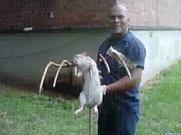 Ratota Ratota
