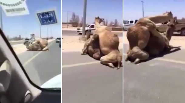 Los camellos bloquearon el tránsito