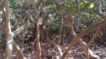 desafio viral: mira esta foto y encontra al gato desafio viral: mira esta foto y encontra al gato