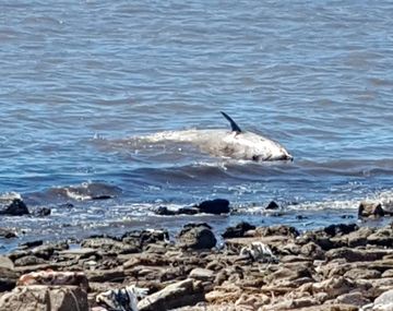 En un principio se creyó que el zífido encontrado muerto en Vicente López era una ballena bebé.