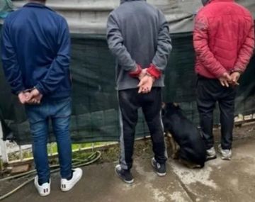 Insólito: detuvieron a una banda narco en Neuquén y su perro se dio por arrestado