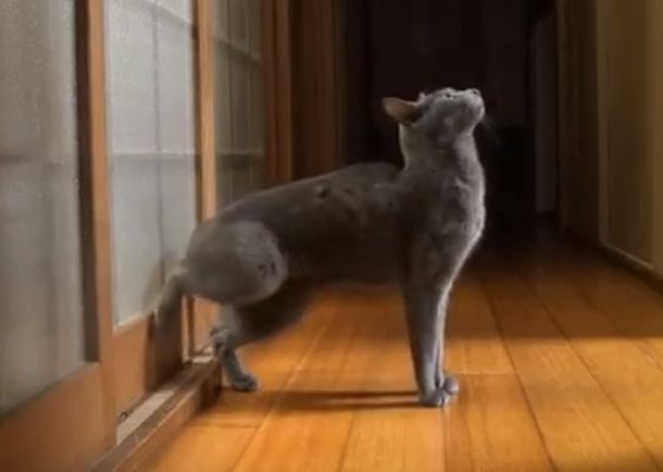 VIDEO: Un gato que aprendió a tocar la puerta