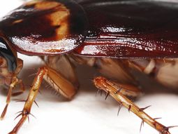 Una mujer india tenía fuertes dolores de cabeza y descubrieron que tenía una cucaracha